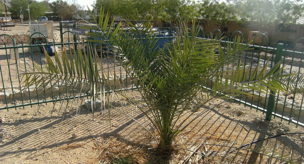 Methuselah, judean date palm